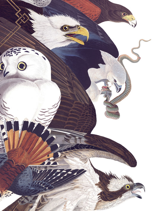 Savage Birds Limited Edition Print