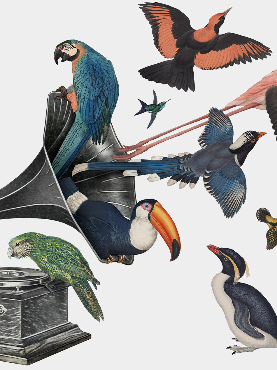 Bird Song II Limited Edition Print