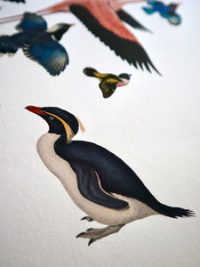 Bird Song (with Penguin) Limited Edition Print
